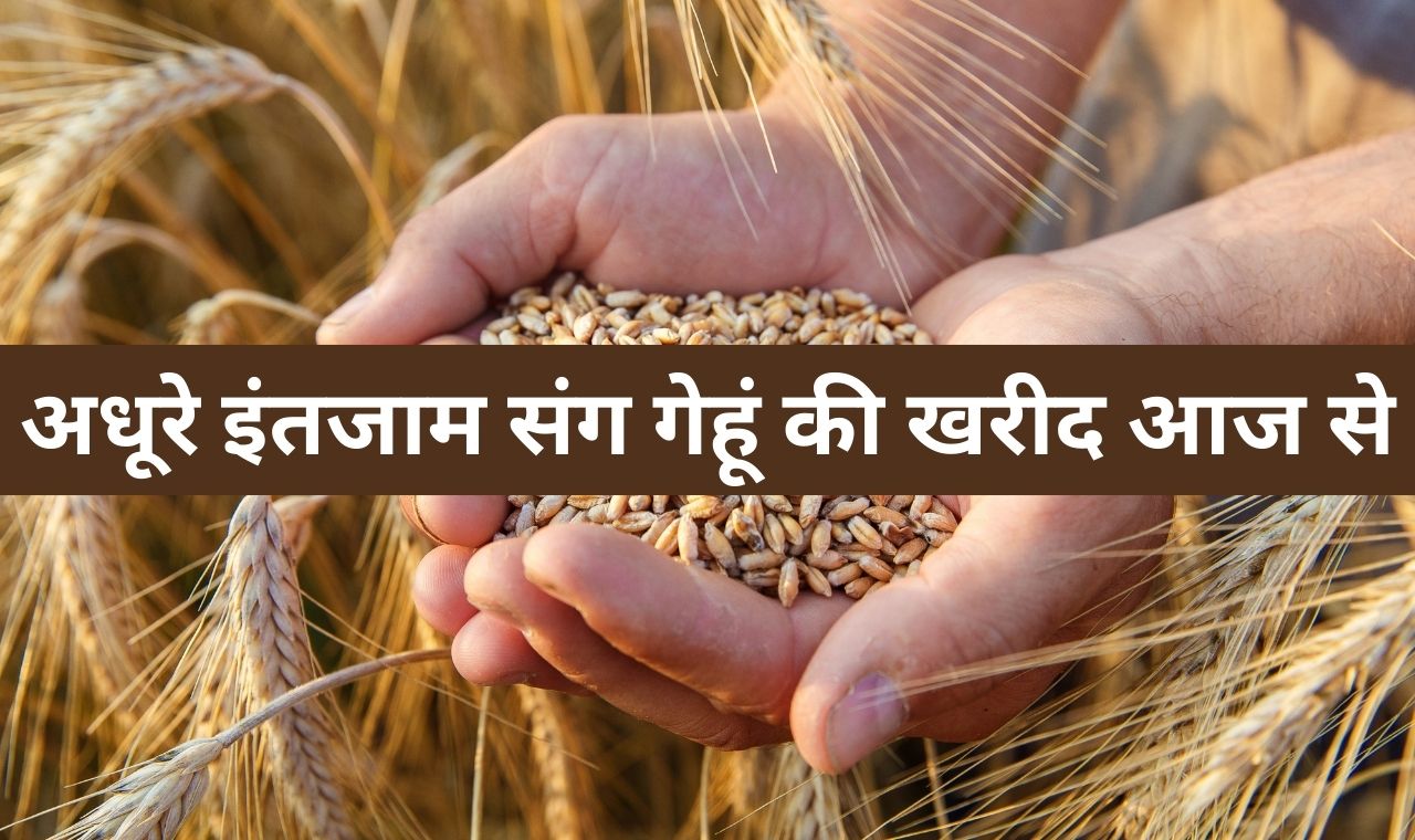 Wheat Procurement