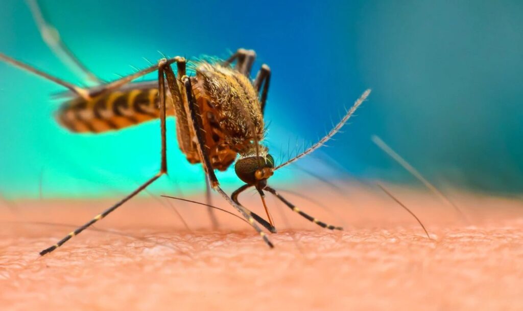 Malaria AI Software