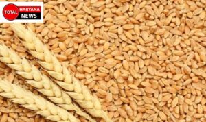 wheat in haryana :